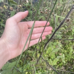 Austrostipa sp. at Long Beach, NSW - 11 Jan 2023