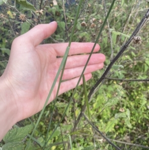 Austrostipa sp. at Long Beach, NSW - 11 Jan 2023