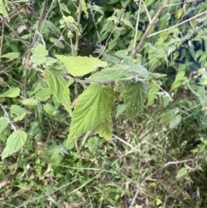 Abutilon oxycarpum at Long Beach, NSW - 11 Jan 2023