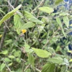 Abutilon oxycarpum at Long Beach, NSW - 11 Jan 2023