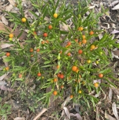 Solanum pseudocapsicum (Jerusalem Cherry, Madeira Cherry) at Long Beach, NSW - 11 Jan 2023 by natureguy