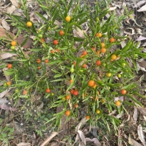 Solanum pseudocapsicum at Long Beach, NSW - 11 Jan 2023