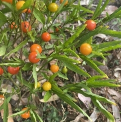 Solanum pseudocapsicum at Long Beach, NSW - 11 Jan 2023