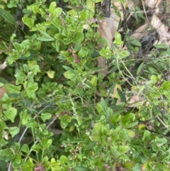 Einadia hastata (Berry Saltbush) at Long Beach, NSW - 11 Jan 2023 by natureguy