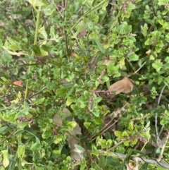 Einadia hastata at Long Beach, NSW - 11 Jan 2023