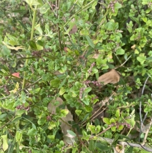 Einadia hastata at Long Beach, NSW - 11 Jan 2023 04:38 PM