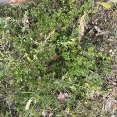 Einadia hastata at Long Beach, NSW - 11 Jan 2023 04:38 PM