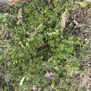 Einadia hastata at Long Beach, NSW - 11 Jan 2023