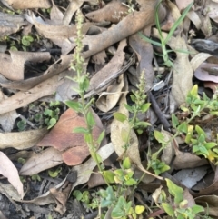 Einadia trigonos (Fishweed) at Long Beach, NSW - 11 Jan 2023 by natureguy