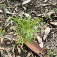 Tagetes minuta (Stinking Roger) at Long Beach, NSW - 11 Jan 2023 by natureguy