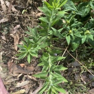 Erigeron sumatrensis at Long Beach, NSW - 11 Jan 2023