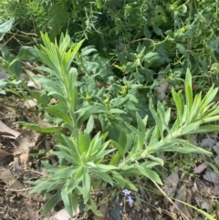 Erigeron sumatrensis at Long Beach, NSW - 11 Jan 2023