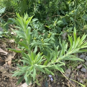 Erigeron sumatrensis at Long Beach, NSW - 11 Jan 2023