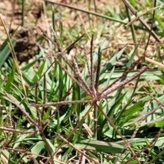 Cynodon dactylon (Couch Grass) at Lyneham, ACT - 12 Jan 2023 by trevorpreston