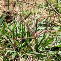 Cynodon dactylon (Couch Grass) at Crace Grasslands - 11 Jan 2023 by trevorpreston