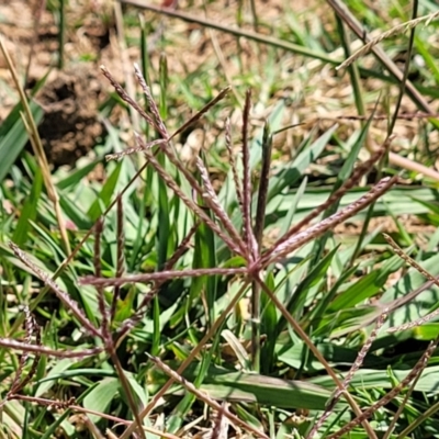 Cynodon dactylon (Couch Grass) at Lyneham, ACT - 11 Jan 2023 by trevorpreston