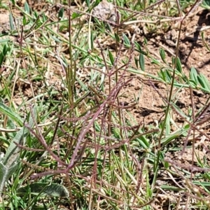 Cynodon dactylon at Lyneham, ACT - 12 Jan 2023 10:57 AM