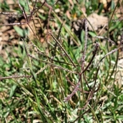 Cynodon dactylon at Lyneham, ACT - 12 Jan 2023 10:57 AM