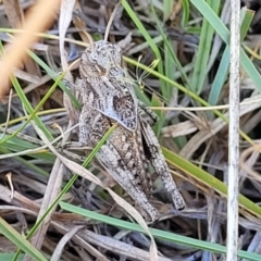 Oedaleus australis (Australian Oedaleus) at Crace Grasslands - 11 Jan 2023 by trevorpreston