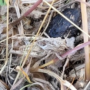 Oedaleus australis at Lyneham, ACT - 12 Jan 2023