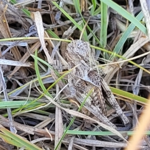 Oedaleus australis at Lyneham, ACT - 12 Jan 2023 10:46 AM