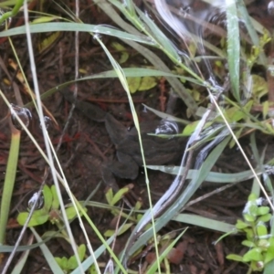 Crinia signifera at Charleys Forest, NSW - 21 Mar 2021