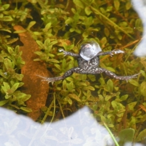 Crinia signifera at Charleys Forest, NSW - 21 Mar 2021