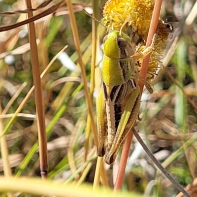 Praxibulus sp. (genus) (A grasshopper) at Crace Grasslands - 11 Jan 2023 by trevorpreston
