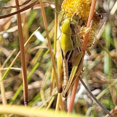 Praxibulus sp. (genus) (A grasshopper) at Lyneham, ACT - 11 Jan 2023 by trevorpreston