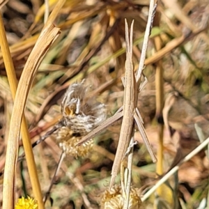 Acrida conica at Lyneham, ACT - 12 Jan 2023