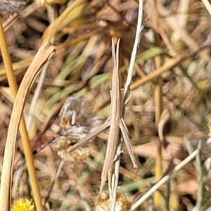 Acrida conica at Lyneham, ACT - 12 Jan 2023