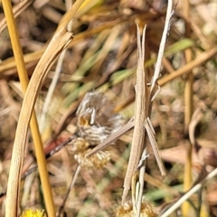 Acrida conica at Lyneham, ACT - 12 Jan 2023