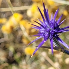 Eryngium ovinum (Blue Devil) at Lyneham, ACT - 11 Jan 2023 by trevorpreston