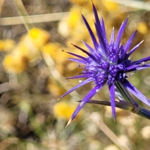 Eryngium ovinum at Lyneham, ACT - 12 Jan 2023 10:37 AM