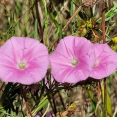 Convolvulus angustissimus (Pink Bindweed) at Crace Grasslands - 11 Jan 2023 by trevorpreston