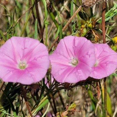 Convolvulus angustissimus (Pink Bindweed) at Crace Grasslands - 11 Jan 2023 by trevorpreston