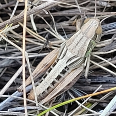 Praxibulus sp. (genus) (A grasshopper) at Lyneham, ACT - 11 Jan 2023 by trevorpreston