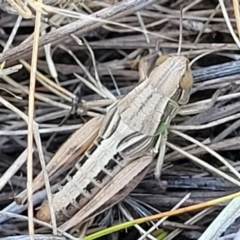 Praxibulus sp. (genus) at Lyneham, ACT - 12 Jan 2023