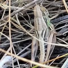 Praxibulus sp. (genus) at Lyneham, ACT - 12 Jan 2023