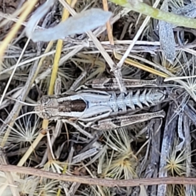 Brachyexarna lobipennis (Stripewinged meadow grasshopper) at Lyneham, ACT - 12 Jan 2023 by trevorpreston