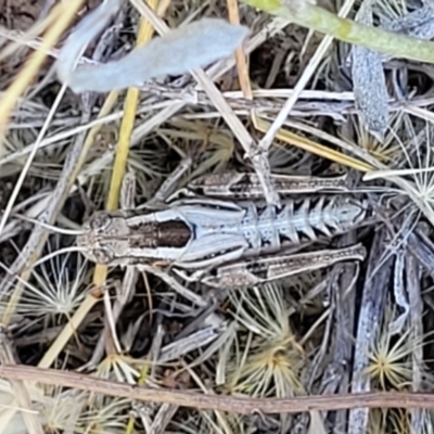 Brachyexarna lobipennis (Stripewinged meadow grasshopper) at Lyneham, ACT - 11 Jan 2023 by trevorpreston