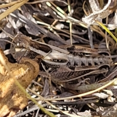 Brachyexarna lobipennis at Lyneham, ACT - 12 Jan 2023