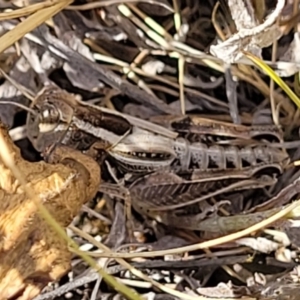 Brachyexarna lobipennis at Lyneham, ACT - 12 Jan 2023