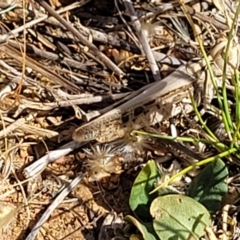 Austroicetes sp. (genus) (A grasshopper) at Lyneham, ACT - 12 Jan 2023 by trevorpreston