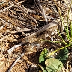 Austroicetes sp. (genus) (A grasshopper) at Crace Grasslands - 11 Jan 2023 by trevorpreston