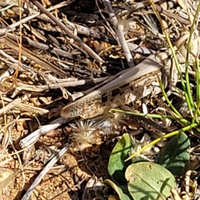 Austroicetes sp. (genus) (A grasshopper) at Lyneham, ACT - 11 Jan 2023 by trevorpreston