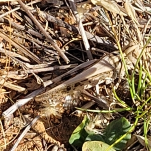 Austroicetes sp. (genus) at Lyneham, ACT - 12 Jan 2023