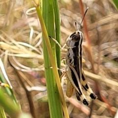 Macrotona australis (Common Macrotona Grasshopper) at Crace Grasslands - 11 Jan 2023 by trevorpreston