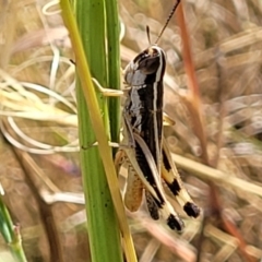 Macrotona australis at Lyneham, ACT - 12 Jan 2023