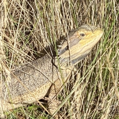 Pogona barbata (Eastern Bearded Dragon) at Molonglo Valley, ACT - 11 Jan 2023 by Steve_Bok